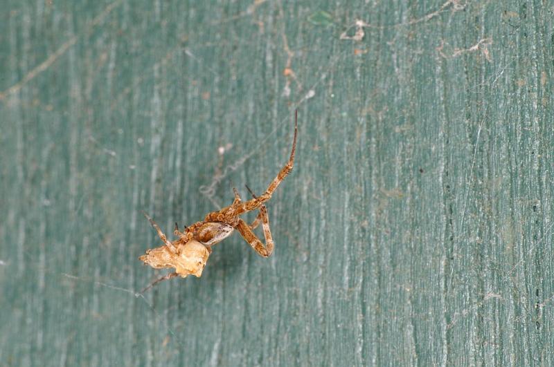 Uloborus_congregabilis_D7096_Z_88_Camping near sewage_Australie.jpg
